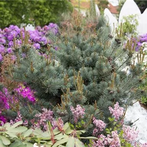 Pinus parviflora 'Negishi'