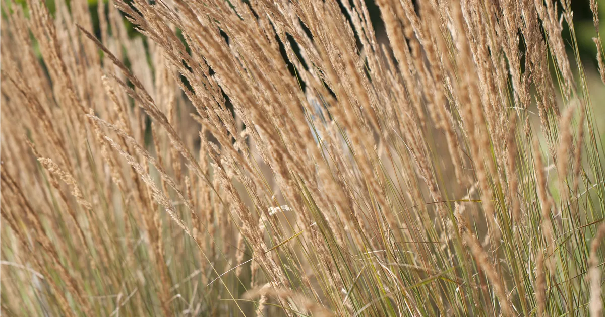 Calamagrostis x acutiflora 'Karl Foerster'