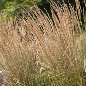 Calamagrostis x acutiflora 'Karl Foerster'