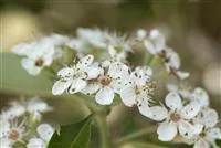 Crataegus lavallei 'Carrierei'