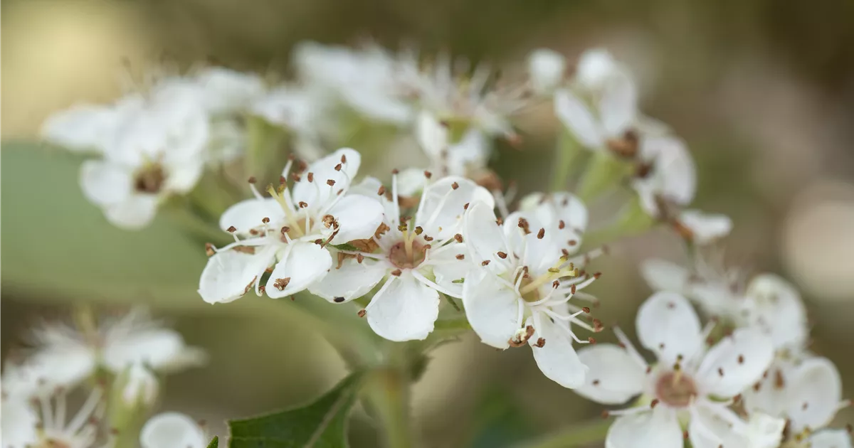 Crataegus lavallei 'Carrierei'