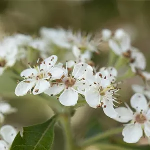 Crataegus lavallei 'Carrierei'