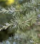GS429500.jpg
