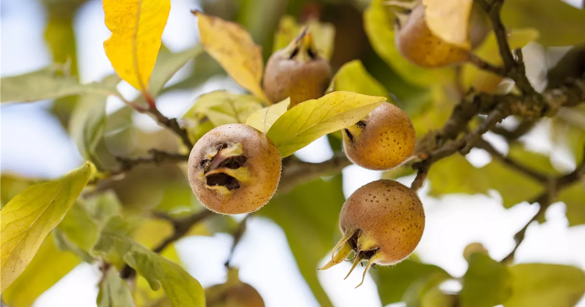 Mespilus germanica