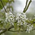 Amelanchier laevis
