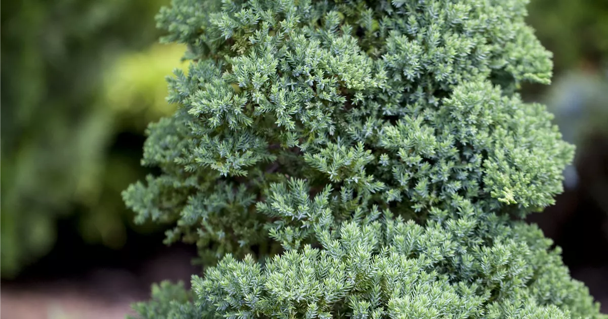 Juniperus procumbens 'Nana'