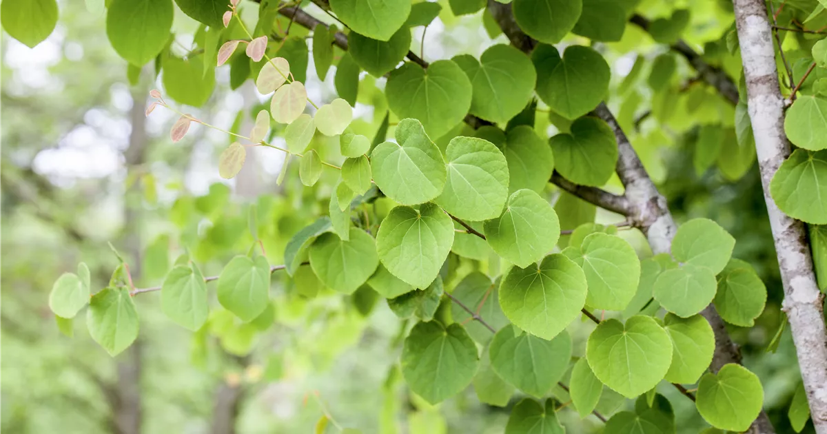 Cercidiphyllum japonicum
