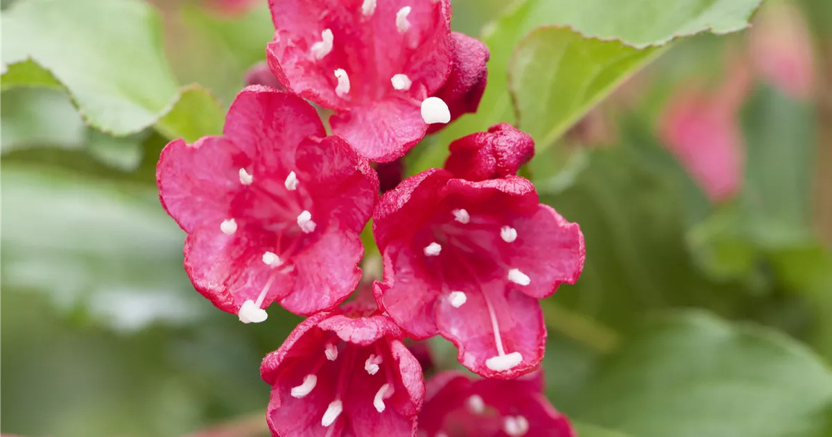 Weigela 'Red Prince'
