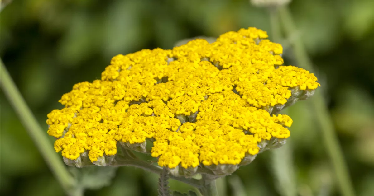 Achillea filipendulina 'Coronation Gold'