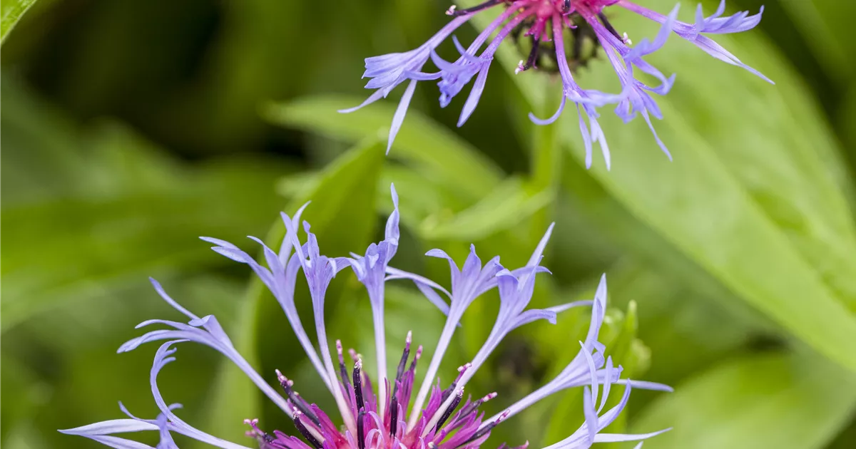 Centaurea montana