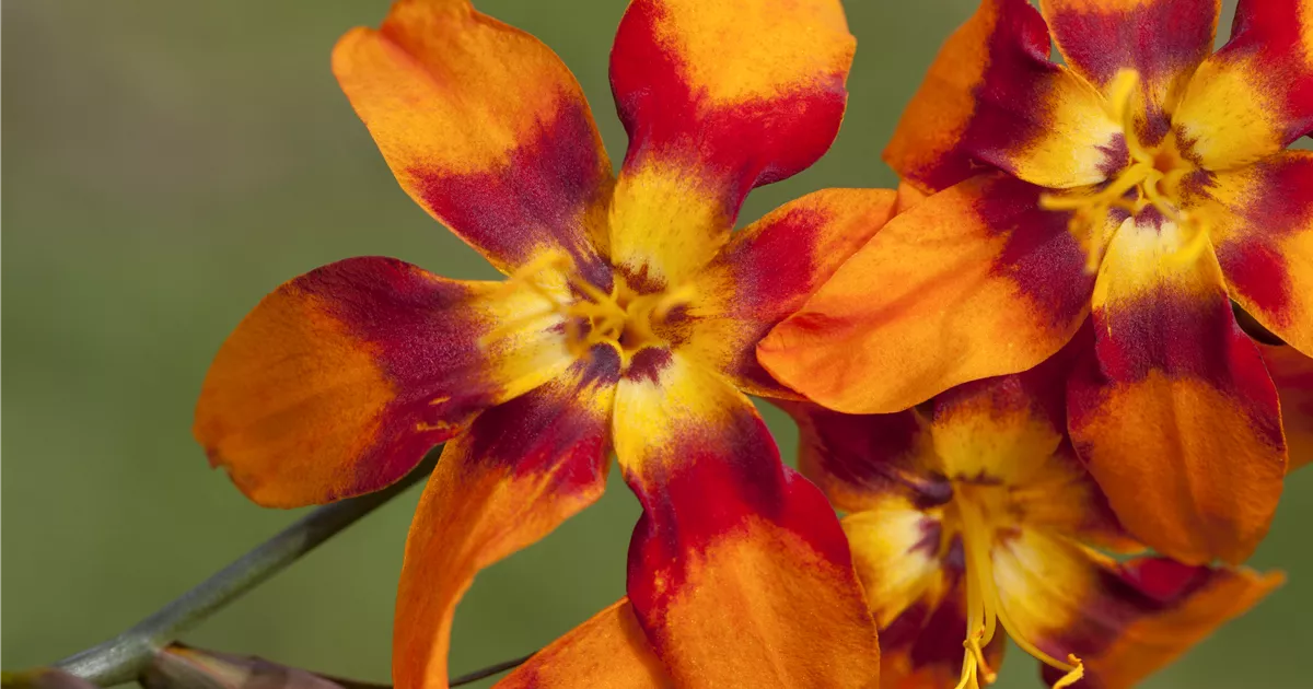 Crocosmia x crocosmiifl.'Emily McKenzie'