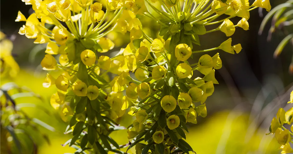 Euphorbia characias ssp.wulfenii