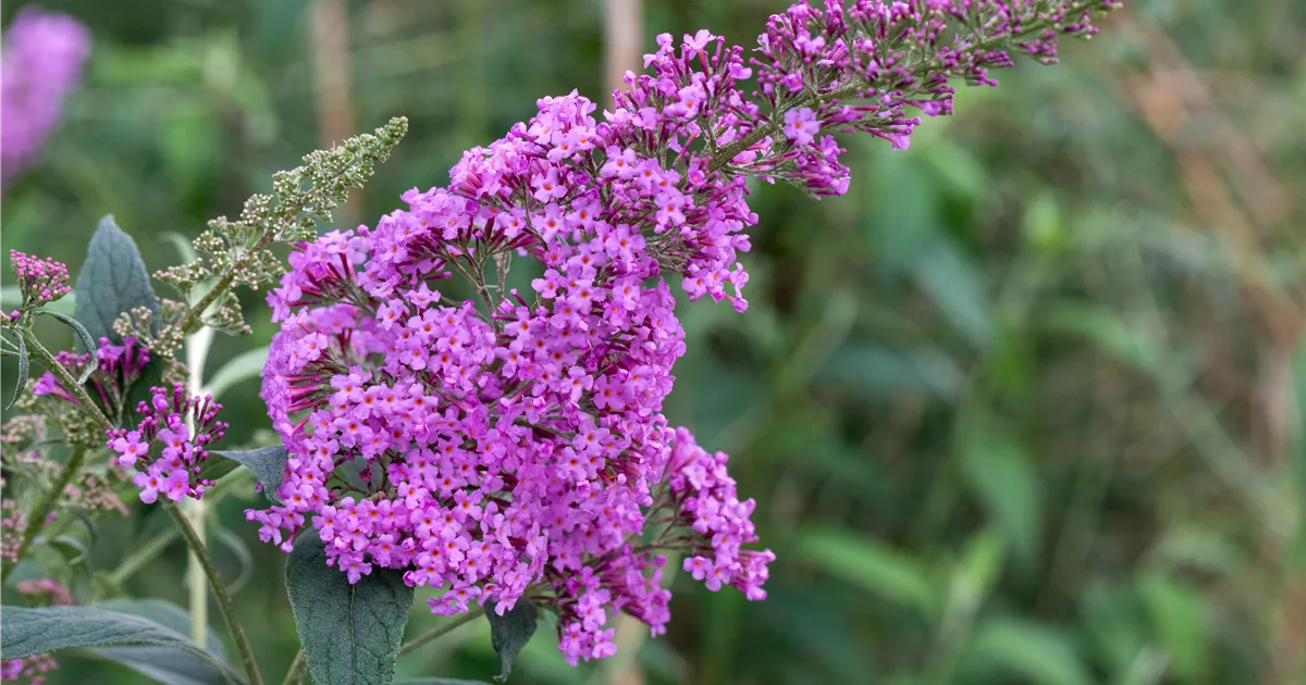 Buddleja davidii 'Pink Delight'