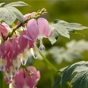 Dicentra spectabilis