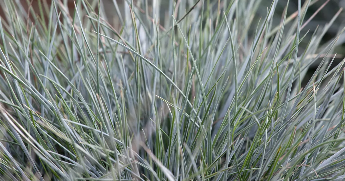 Festuca cinerea