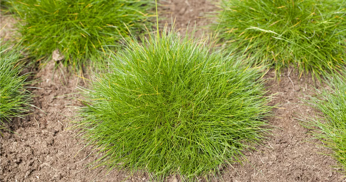 Festuca gautieri