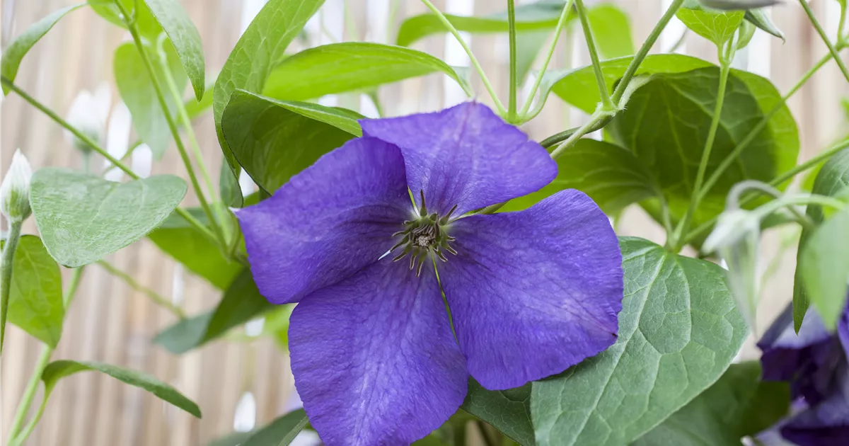 Clematis 'Jackmanii'